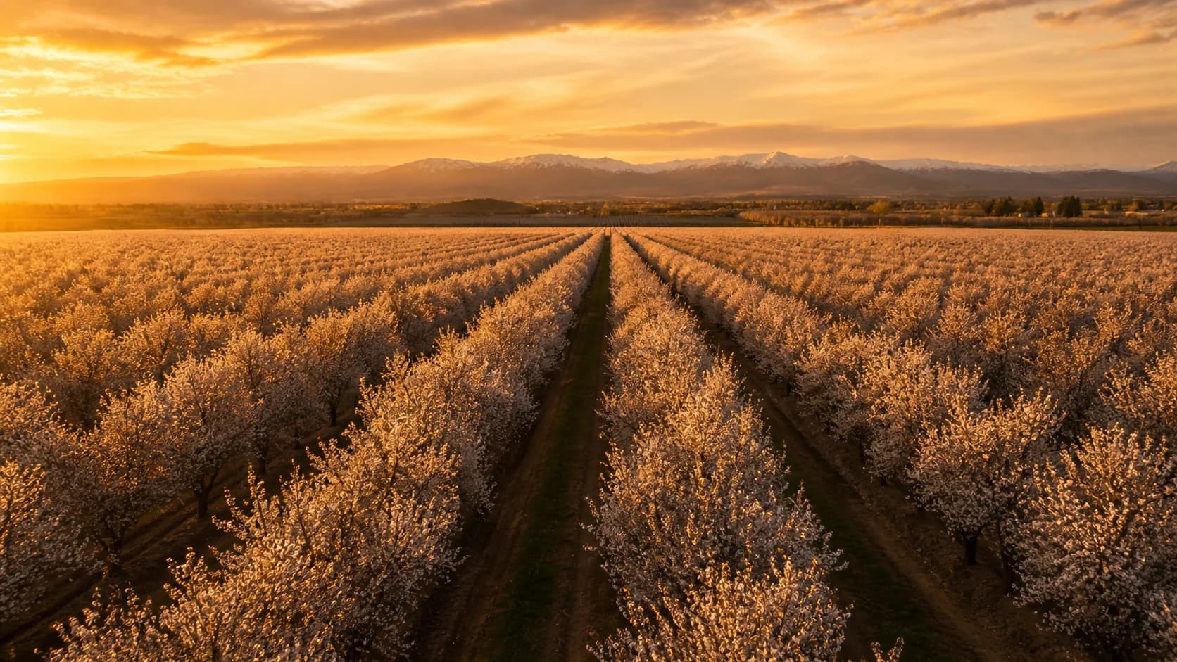 California almond orchard at golden hour